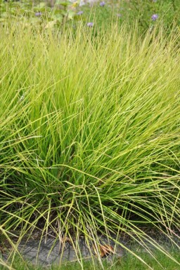 Sesleria autumnalis Höstälväxing 5-10 i kruka P9