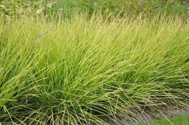 Sesleria autumnalis Höstälväxing 5-10 i kruka P9