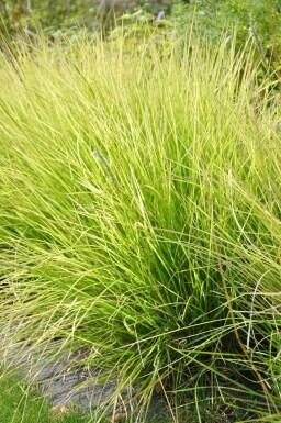 Sesleria autumnalis Höstälväxing 5-10 i kruka P9