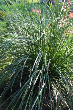 Sesleria caerulea Atlantisk älväxing 5-10 i kruka P9