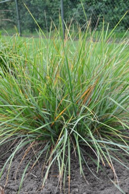 Sesleria heufleriana Vårälväxing 5-10 i kruka P9