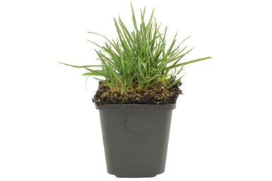 Sesleria heufleriana Vårälväxing 5-10 i kruka P9