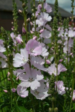 Präriemalve Sidalcea 'Elsie Heugh' 5-10 Topf 9x9 cm (P9)