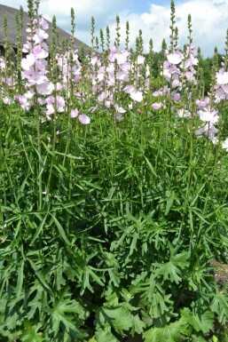 Silkekatost Sidalcea 'Elsie Heugh' 5-10 potte P9