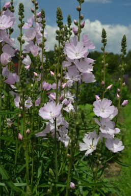 Griekse malva Sidalcea 'Elsie Heugh' 5-10 Pot P9