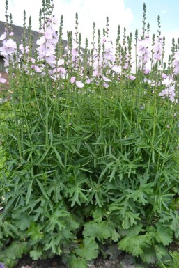 Präriemalve Sidalcea 'Elsie Heugh' 5-10 Topf 9x9 cm (P9)