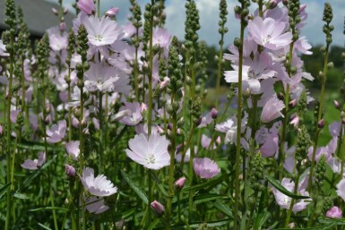 Griekse malva Sidalcea 'Elsie Heugh' 5-10 Pot P9