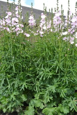 Präriemalve Sidalcea 'Elsie Heugh' 5-10 Topf 9x9 cm (P9)