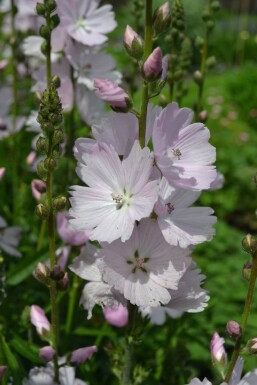 Griekse malva Sidalcea 'Elsie Heugh' 5-10 Pot P9