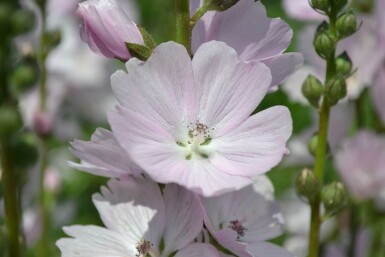 Sidalcea 'Elsie Heugh' Axmalvor 5-10 i kruka P9