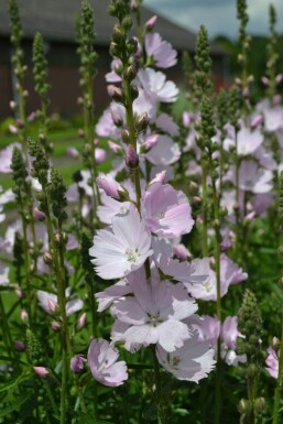 Griekse malva Sidalcea 'Elsie Heugh' 5-10 Pot P9