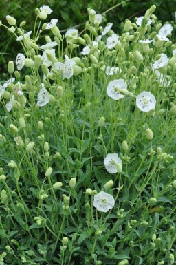 Silene maritima 'Weisskelchen' Strandglim 5-10 i kruka P9