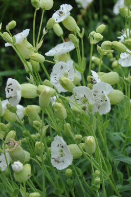 Silene maritima 'Weisskelchen' Strandglim 5-10 i kruka P9