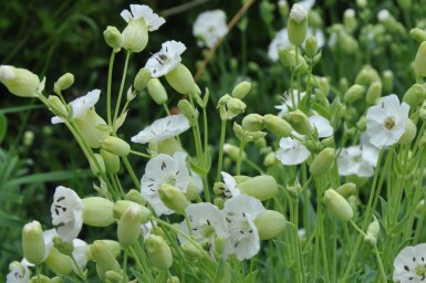 Silene maritima 'Weisskelchen' Strandglim 5-10 i kruka P9