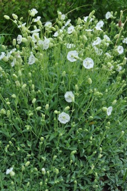 Silene maritima 'Weisskelchen' Strandglim 5-10 i kruka P9