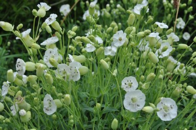 Silene maritima 'Weisskelchen' Strandglim 5-10 i kruka P9