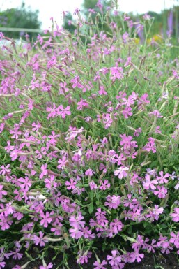 Silène Silene schafta 'Splendens' 5-10 Pot 9x9 cm (P9)