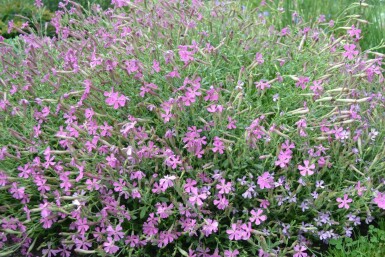 Lijmkruid Silene schafta 'Splendens' 5-10 Pot P9