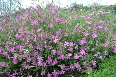 Høstlimurt Silene schafta 'Splendens' 5-10 potte P9