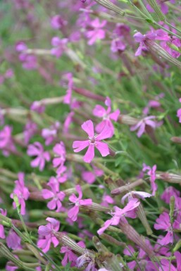 Høstlimurt Silene schafta 'Splendens' 5-10 potte P9