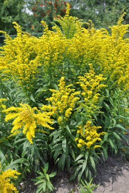 Solidago canadensis 'Goldkind' Kanadensiskt gullris 5-10 i kruka P9