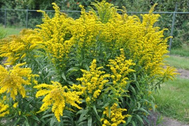 Solidago canadensis 'Goldkind' Kanadensiskt gullris 5-10 i kruka P9