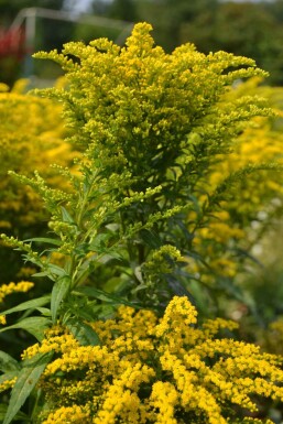 Solidago canadensis 'Goldkind' Kanadensiskt gullris 5-10 i kruka P9