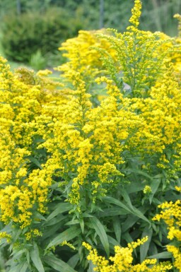 Canadisk gyldenris Solidago canadensis 'Goldkind' 5-10 potte P9