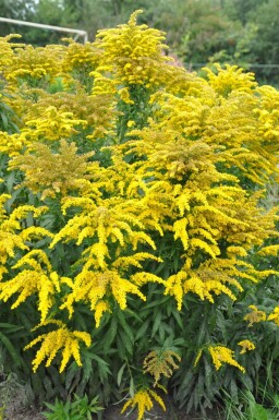 Canadisk gyldenris Solidago canadensis 'Goldkind' 5-10 potte P9