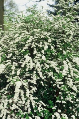 Weiße Rispen-Spiere Spiraea cinerea 'Grefsheim' Strauch 30-40 Topf 2 ltr. (C2)