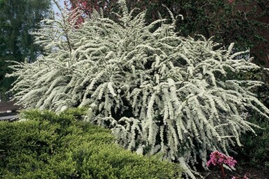 Spiraea × cinerea 'Grefsheim' Hybridspirea buske 30-40 i kruka C2