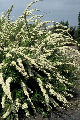 Spierstruik Spiraea cinerea 'Grefsheim' Struik 30-40 Pot C2