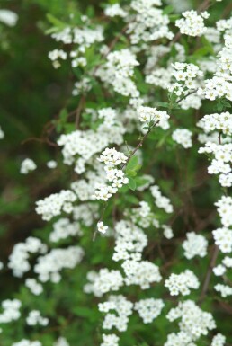 Spiraea × cinerea 'Grefsheim' Hybridspirea buske 30-40 i kruka C2