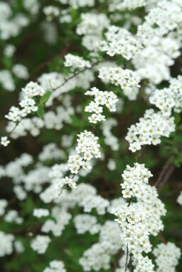 Grå spiræa Spiraea × cinerea 'Grefsheim' busk 30-40 potte C2