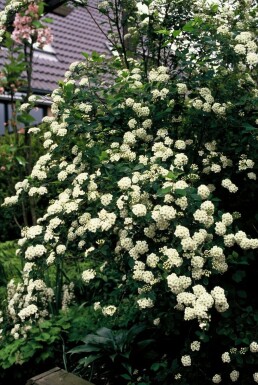 Spirée de van houtte Spiraea × vanhouttei Arbuste 30-40 Pot 3 l (C3)