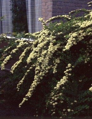 Spiraea × vanhouttei Spireor buske 30-40 i kruka C3