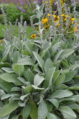 Épiaire de Byzance Stachys byzantina 5-10 Pot 9x9 cm (P9)