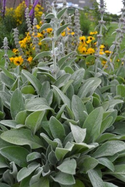 Épiaire de Byzance Stachys byzantina 5-10 Pot 9x9 cm (P9)