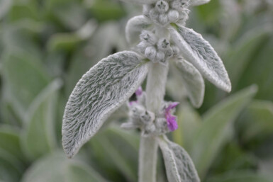 Stachys byzantina Lammöron 5-10 i kruka P9