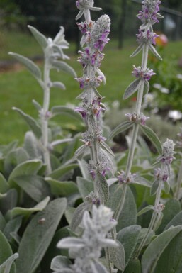 Stachys byzantina Lammöron 5-10 i kruka P9