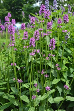 Stachys monieri 'Hummelo' Syskor 5-10 i kruka P9