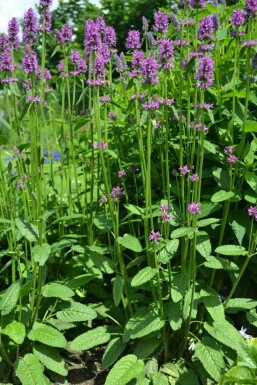 Stachys monieri 'Hummelo' Syskor 5-10 i kruka P9