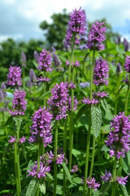 Stachys monieri 'Hummelo' Syskor 5-10 i kruka P9