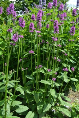 Stachys monieri 'Hummelo' Syskor 5-10 i kruka P9