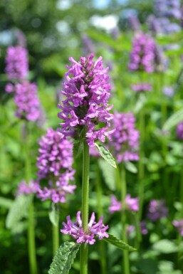 Stachys monieri 'Hummelo' Syskor 5-10 i kruka P9