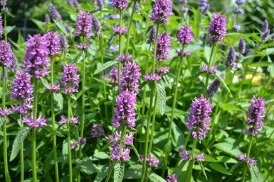 Havebetonie Stachys monieri 'Hummelo' 5-10 potte P9