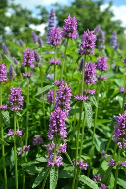 Stachys monieri 'Hummelo' Syskor 5-10 i kruka P9