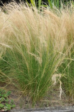 Vedergras Stipa tenuissima 'Ponytails' 5-10 Pot P9