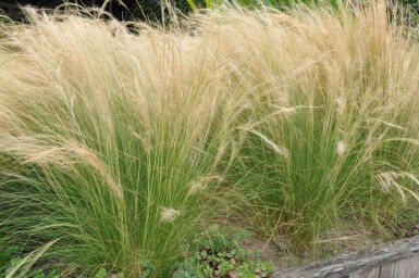 Fjergræs Stipa tenuissima 'Ponytails' 5-10 potte P9