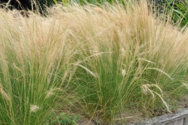 Zartes Federgras Stipa tenuissima 'Ponytails' 5-10 Topf 9x9 cm (P9)